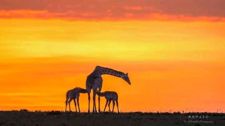 Ilkerin Camp Maasai Mara Panzió Sekenani Kültér fotó