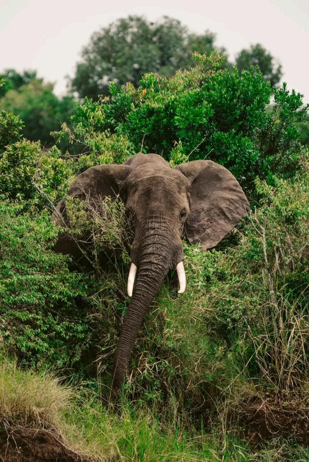 Ilkerin Camp Maasai Mara Panzió Sekenani Kültér fotó