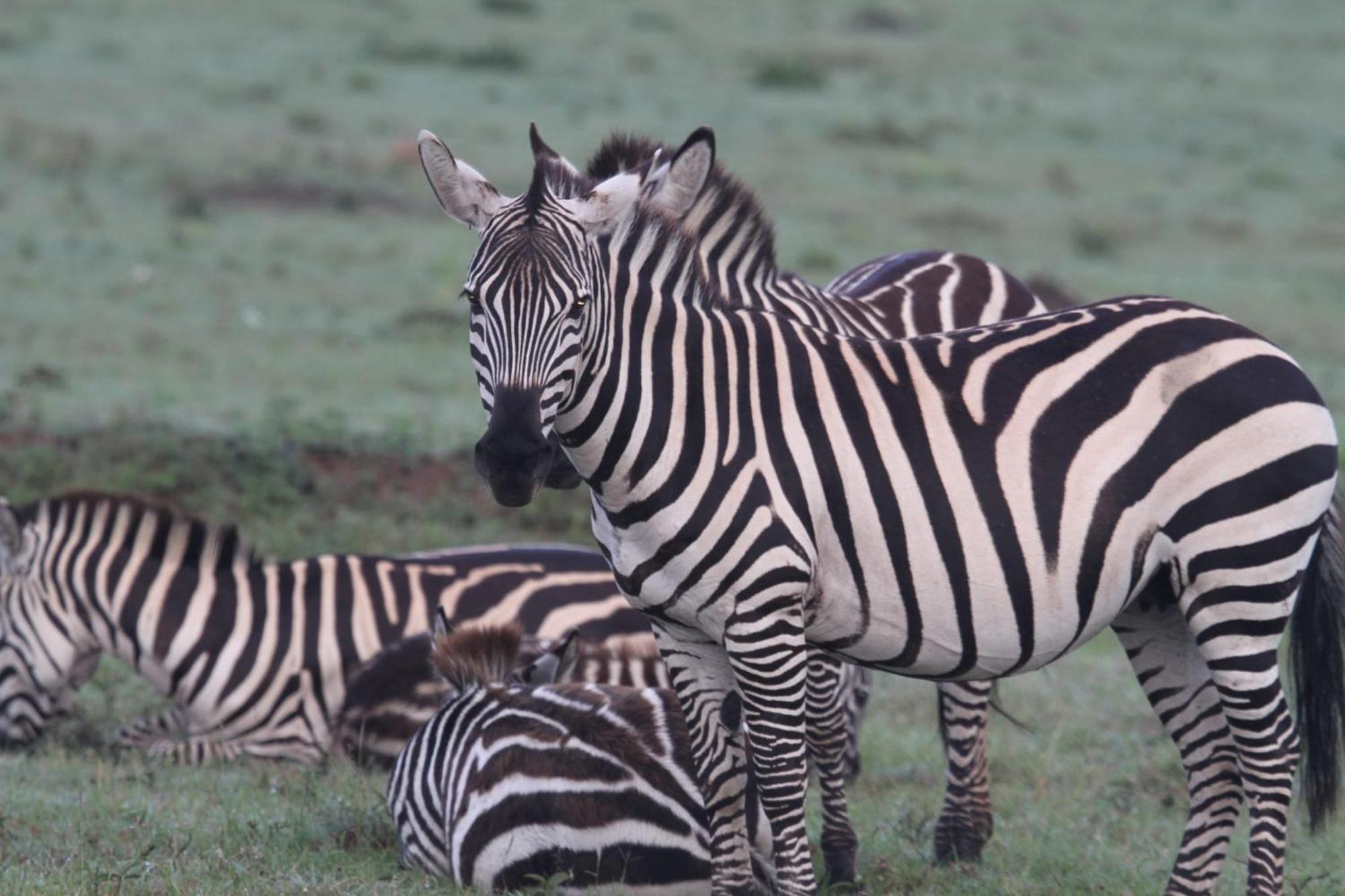 Ilkerin Camp Maasai Mara Panzió Sekenani Kültér fotó