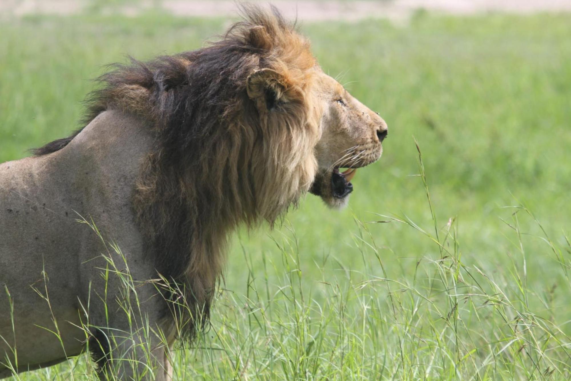 Ilkerin Camp Maasai Mara Panzió Sekenani Kültér fotó