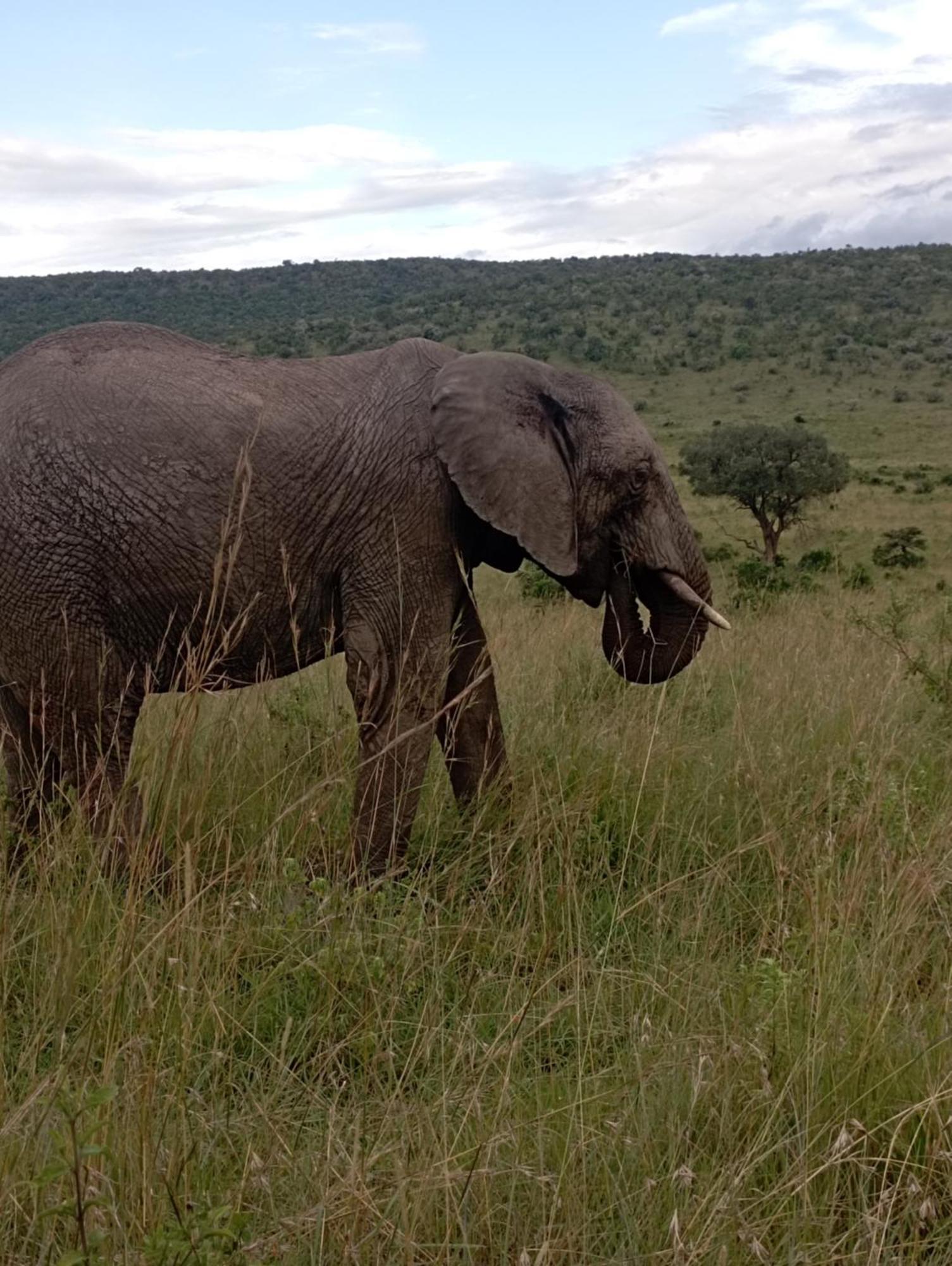 Ilkerin Camp Maasai Mara Panzió Sekenani Kültér fotó