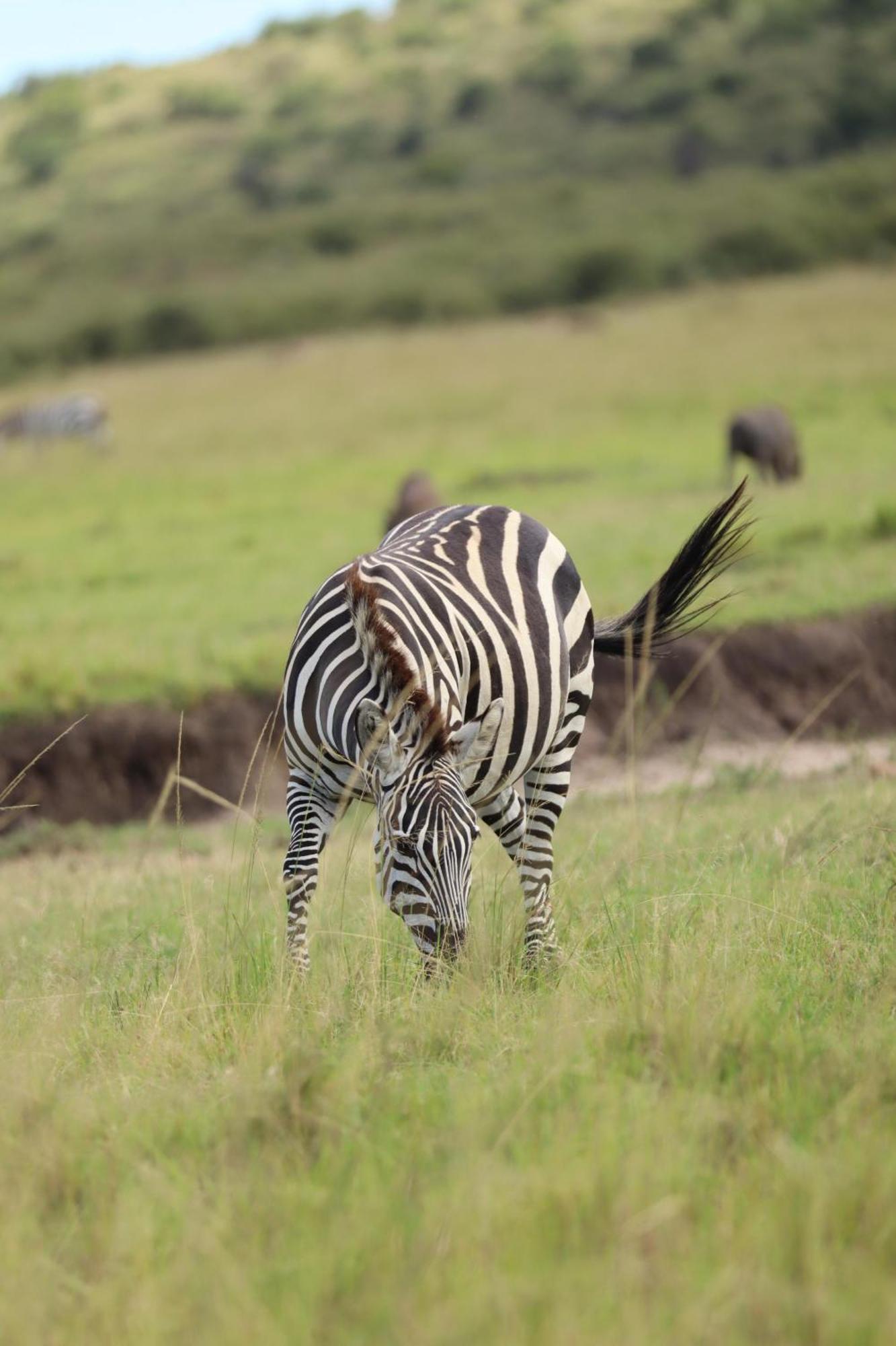 Ilkerin Camp Maasai Mara Panzió Sekenani Kültér fotó